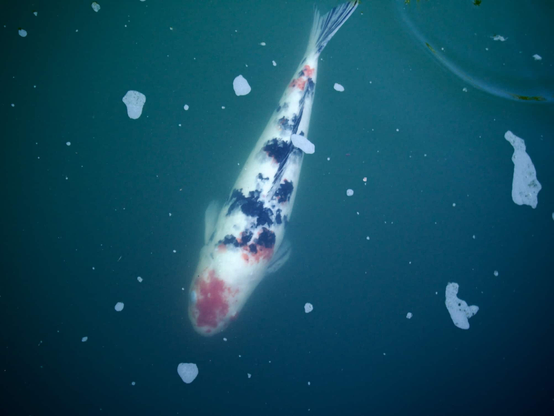 A mostly white koi swimming through turquoise blue water. It also has black and red patches of scales.
