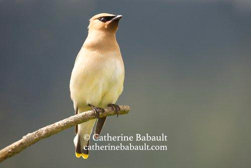 Bird with a pale yellow plumage except for a dark mask over its eyes. It's on a branch and looks away. The background is dark and blurry.