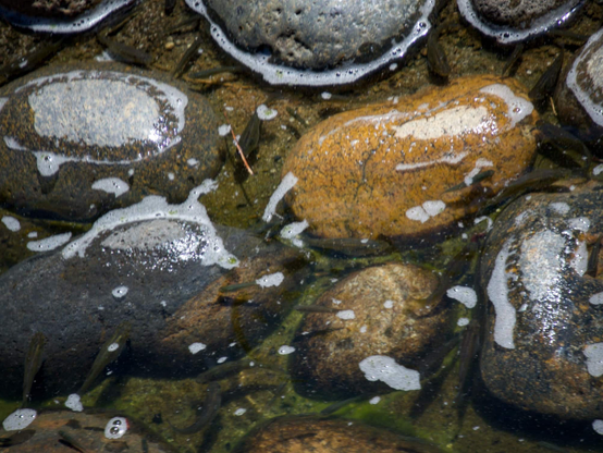 Large round stones covered in water. Amongst the stones are sliver fish that are about an inch to two inches in length.