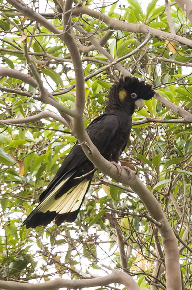 A yellow-tailed Black Cockatoo is perched in profile on a low branch. It is clearly looking at the photographer, and its raised crest suggests it's not impressed. Its tail feathers are slightly spread, showing the beautiful yellow stripe, and so is its yellow cheek patch. The pinkish eye surround and duller cheek patch suggest a male, but the bill is pale, maybe a juvenile.
