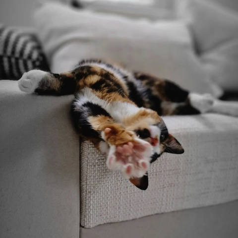 Show me your paw – Rosé 🌹

#catsofinstagram #cats #beautifulcat #cat #photography #itsacatslife 

[https://memories.brush-and-tale.com/wp-content/uploads/2024/06/357630138_1719242611879966_5291926595501140708_n_18023318776573447.webp]…