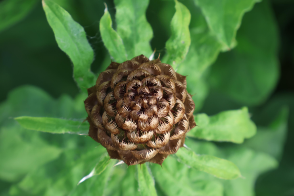 Ein Blümchen, welches golden schimmert. Toll.
Matzework 