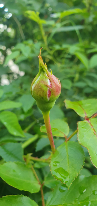 Eine Rosenknospe.
Matzework