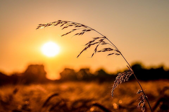 Blade of grass at the golden hour in the Gladbeck hamlet, Nottuln, North Rhine-Westphalia, Germany