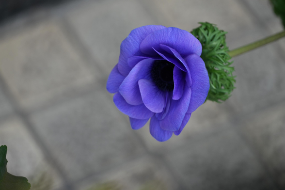delicate purple-blue flower, there's kind of a crown on the stem