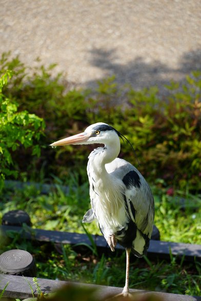 a grey heron, looking at me with one leg up