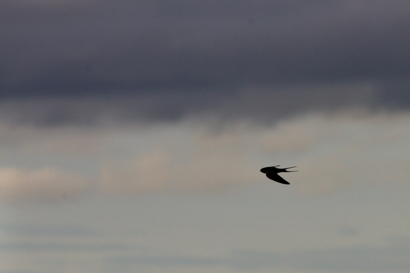 A silhouetted swallow in flight against a cloudy sky with dark clouds above 