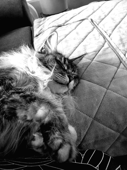 frieda listening to ambient music
monochrome image