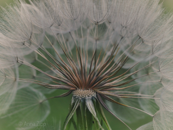 Close-up of a meadow goat's-beard seed head showing delicate white seeds and brown stems against a blurred green background