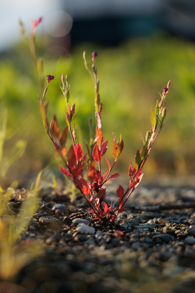 A close-up view of a small red and green plant growing among stones and gravel, with blurred green foliage in the background.