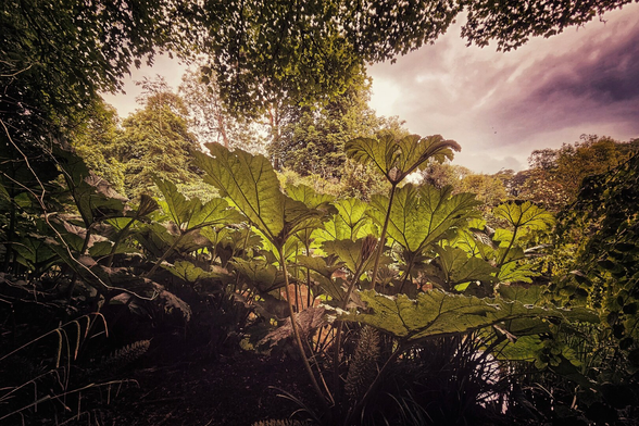 A low-angle shot looking up at several large, vibrant green Gunnera plants with their distinctive textured leaves, reaching towards a dramatic, light pink and purple-tinged sky. The plants dominate the foreground and midground, with a dense canopy of dark green trees framing the top of the image on either side. The overall mood is one of majestic, slightly mysterious natural beauty.