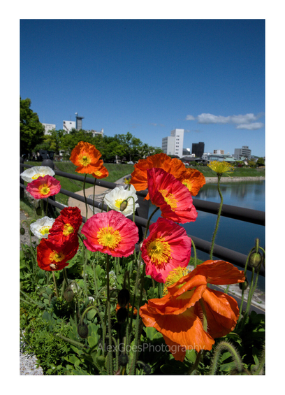 Red and white poppies growing on the bank of a turning river. In background, on the curving side of the river, trees and buildings of a city.