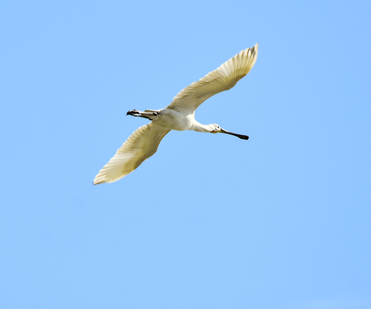 El ave está volando con las alas totalmente extendidas y la foto está hecha desde abajo. Arriba un cielo azul sin nubes. Es de colora blanco absolutamente aunque por efecto del sol tiene un tono amarillo verdoso. Las pata estiradas hacia atrás le sobresalen de la cola y son fuertes y de color negro. El pico es de color negro, muy largo y se abre y aplana al final dándole ese aspecto de pala o espátula que le da el nombre.

Si estás leyendo este texto es porque tienes dificultades de visión y espero que te haya ayudado a ver la imagen. Si no ha sido así, te agradecería los comentarios.
Si lo has leído aunque ves la imagen sin problemas recuerda que debes poner un texto alternativo en tus archivos multimedia para que todo el mundo pueda disfrutarlos.
