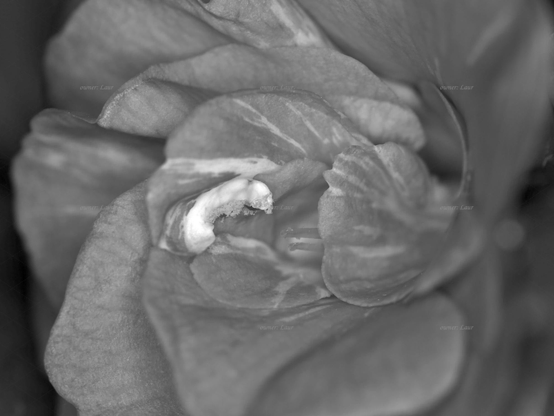Flower, closeup, black and white, photo