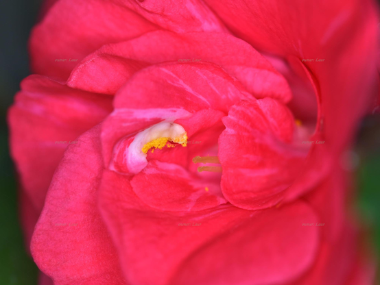 Flower, closeup, color, photo