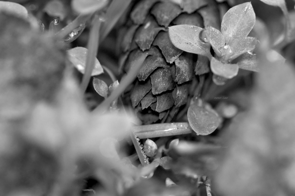 Nature, grass, pine cone, drops, closeup, black and white, photo