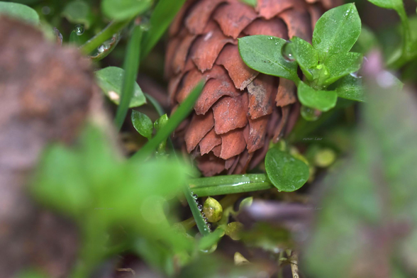 Nature, grass, pine cone, drops, closeup, color, photo