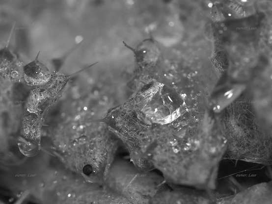 Drops, grass, macro, black and white, photo