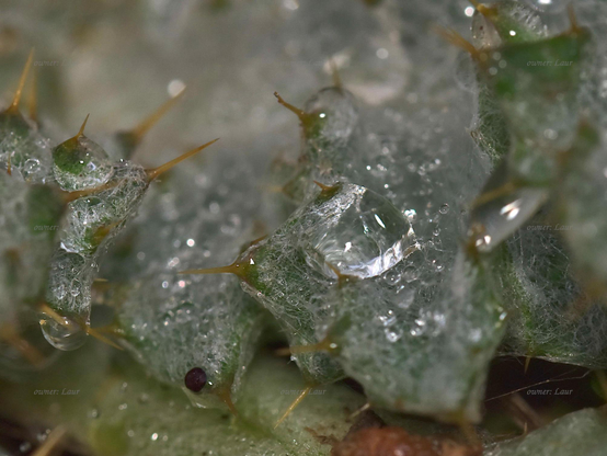 Drops, grass, macro, color, photo