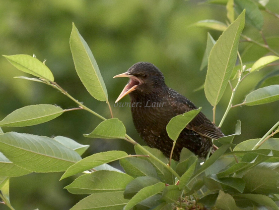 Bird, closeup, color, photo