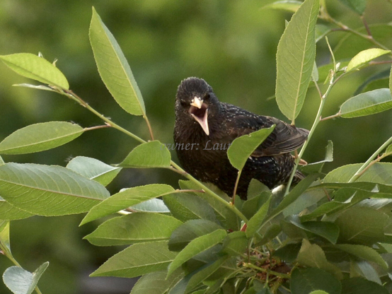Bird, closeup, color, photo