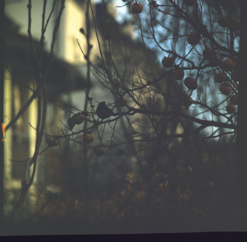 A bird sitting on a kaki tree. (underexposed)