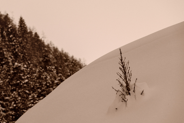 Une photo sépia le ciel blanc sur le tiers haut , la foret floue en arrière plan sur le tiers gauche, au premier plan de la neige sur le tiers bas et droite avec une plante qui perce
