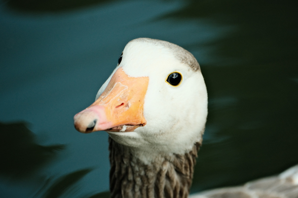 Closeup of a Geese head, it's looking at the camera.