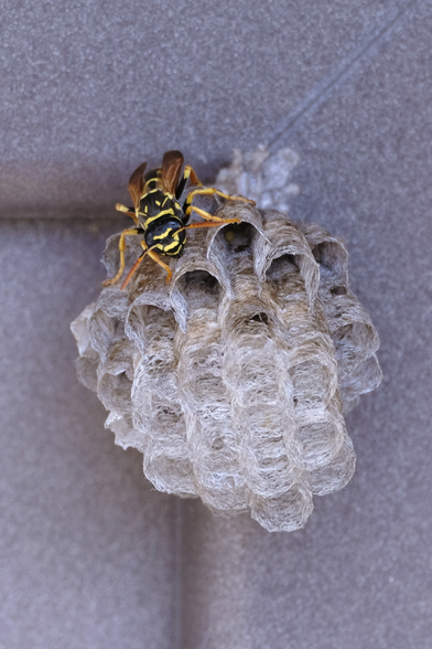 Photo of a delicate paper structure attached to the surface of a door. A black-and-yellow wasp sits on the structure. 