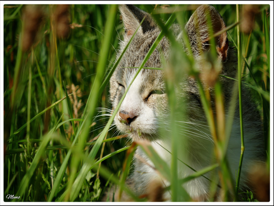 Bildbeschreibung:
Die Moorkatzen beim Fressen.