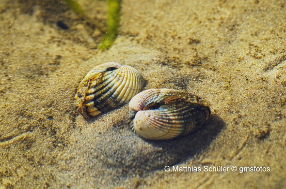 Wattwanderung vor Föhr 2 Muscheln die sich eingraben