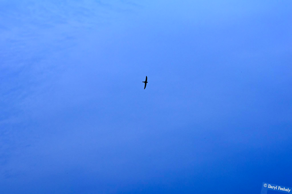 A swallow flying high against a blue sky. 