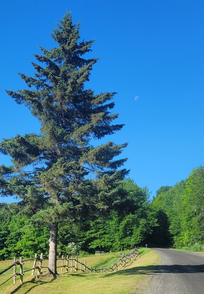 Un chemin de terre avec sur le côté droit, un grand conifère et une clôture en bois. Le chemin s'enfonce dans la forêt et juste au dessus la lune dans un ciel parfaitement bleu. 