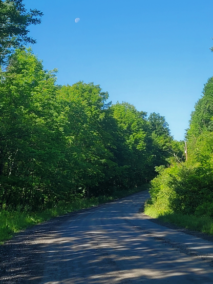 Un chemin de terre sinueux en pleine forêt, il est tôt le matin car il y a plein d'ombres d'arbres sur le chemin. Le ciel est bleu maculé avec la lune qui y trône seule. 