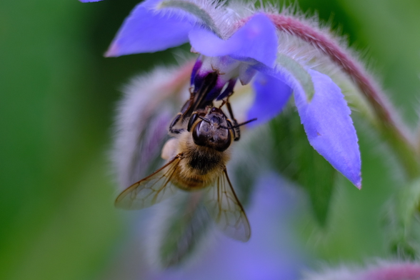 eine Biene hängt unter einer violetten Blüte 
