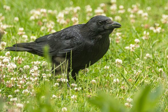 Das Bild zeigt eine schwarze Rabenkrähe, die in einem Feld mit weißen Kleeblüten steht.


Das Bild zeigt eine einzelne schwarze Rabenkrähe, die in einem grünen Feld mit vielen weißen Kleeblüten steht. Die Krähe ist im Vordergrund scharf fokussiert und steht fast in der Mitte des Bildes. Das Gefieder ist schwarz und glänzt leicht. Der Schnabel ist dunkel und spitz. Die Rabenkrähe scheint ruhig und aufmerksam zu sein. Der Hintergrund ist ein unscharfes, aber grünes Feld, das mit vielen weißen Kleeblüten übersät ist. Die Atmosphäre des Bildes ist ruhig und friedlich. Die Stimmung ist eher neutral, vielleicht ein wenig melancholisch aufgrund der Farbe Schwarz des Raben im Kontrast zu den weißen Blüten. Das Bild wirkt insgesamt natürlich und ungestellt.
