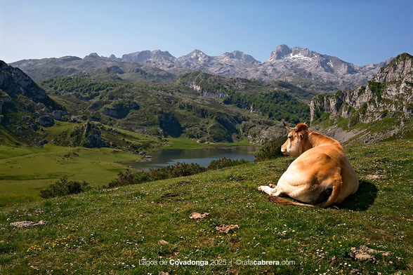 En los Lagos de Covadonga (Asturias), vaca contemplando el paisaje..