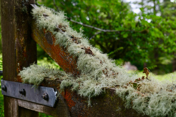Turquoise lichen on a gate.