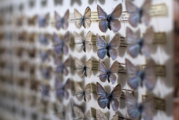 Fotografia de un panel con mariposas expuestas con alfileres y un cartelito bajo cada una.