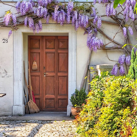 A warm, reddish-brown wooden door with recessed panels, framed by a simple white stone architrave. Lush purple wisteria vines with cascading blossoms are draped over and around the doorway, extending across the light-colored building facade. To the left of the door, a small number "28" is affixed to the wall, and several brooms and a long-handled tool lean against the wall. On the right side of the door, a terra cotta pot with a small green plant sits near the base of a larger, vibrant green bush that fills the foreground. The ground in front of the door is a cobblestone pathway.