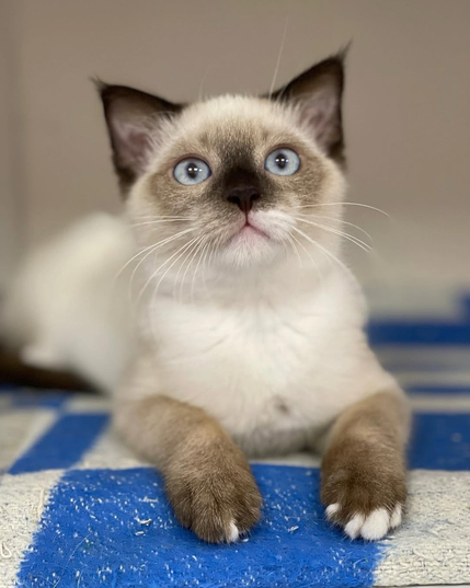 This adorable kitten has striking blue eyes, a creamy coat with dark brown ears, nose, and paws.