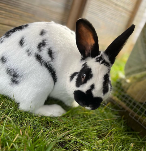 A bunny with black markings in her pen looking at the camera 