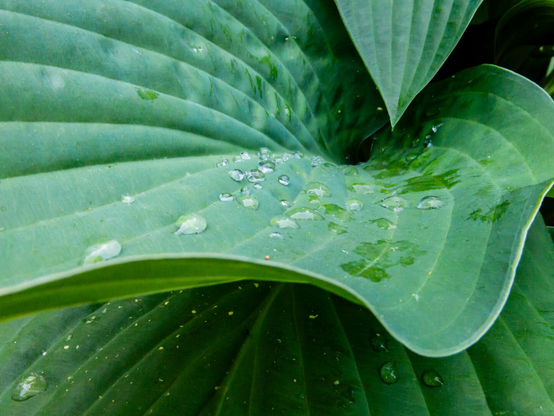 Hosta leaves curve. Lines radiate from the corner. Water drops dot the leaves.
© Tom Goetz. All rights reserved. Training an AI on this image is expressly forbidden.