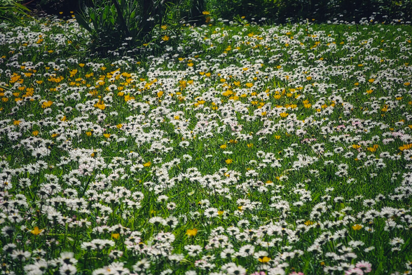 A vibrant meadow is covered in a dense carpet of small white daisies with yellow centres, interspersed with patches of bright yellow buttercups. The green grass is visible beneath the flowers, and the scene is brightly lit by sunlight, casting subtle shadows and highlighting the delicate petals. In the background, out of focus, taller green plants are visible.