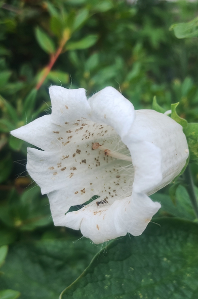A white, bell-shaped flower