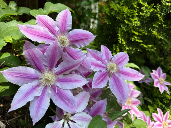 Close-up of vibrant clematis flowers in full bloom, showcasing star-shaped petals with a gradient of light lavender to deep pink along the center. The flowers are surrounded by green foliage and set against a backdrop of leafy plants and evergreen shrubbery. Bright sunlight enhances the texture and color contrast of the blossoms.