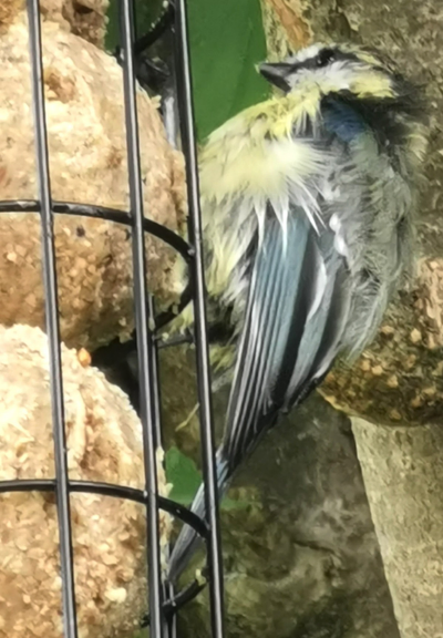 Ein Blaumeisen-Jungvogel hält sich mit den Krallen an einem Gitter fest, in dem Meisenknödel hängen. Im Hintergrund ein Ast. Er fixiert den Meisenknödel und ist dabei zu picken.