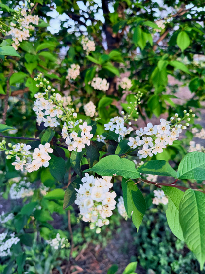 Tiny Flowers