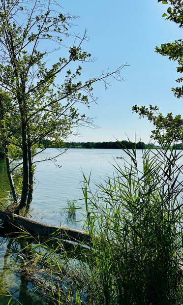 Un lac avec un arbre sur la gauche, un tronc dans l’eau et des roseaux au premier plan. Lumière d’été très blanche et l’eau bleu pâle. 