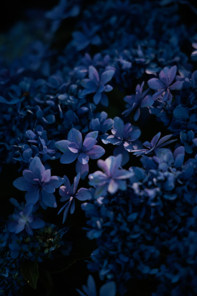 A close-up view of vibrant blue hydrangea blossoms, with soft light highlighting their delicate petals against a dark background.